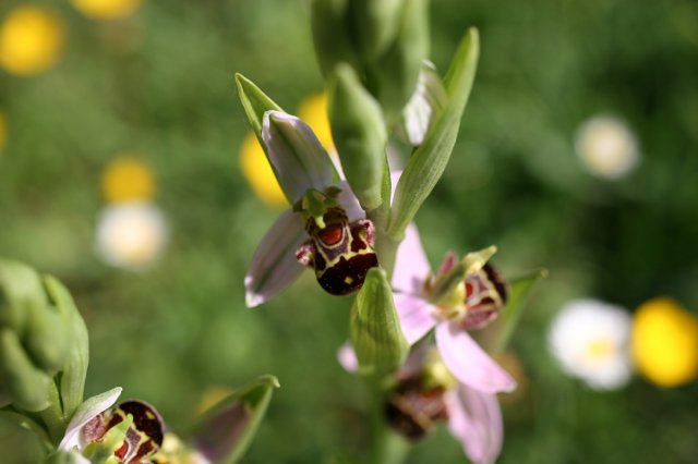 3-orchis apifera